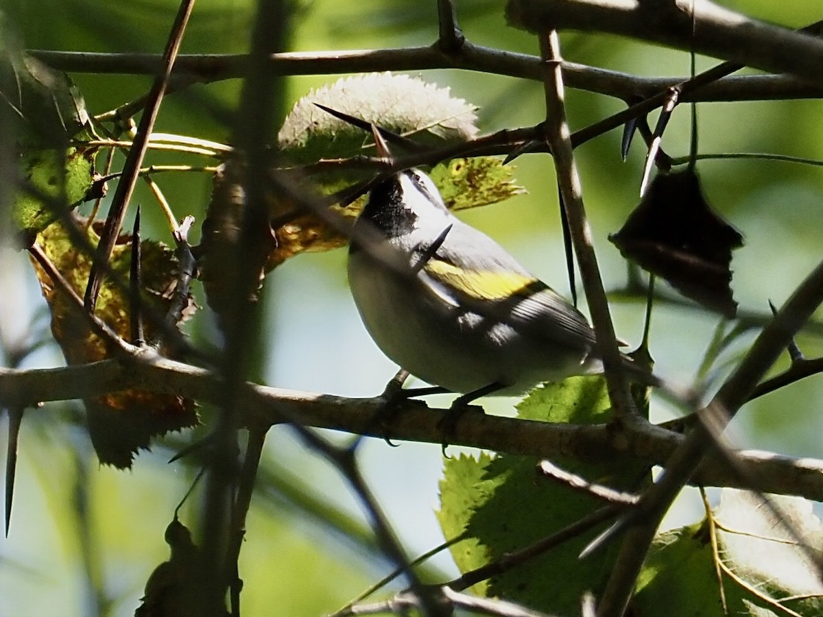 Golden-winged Warbler - Sarah Preston