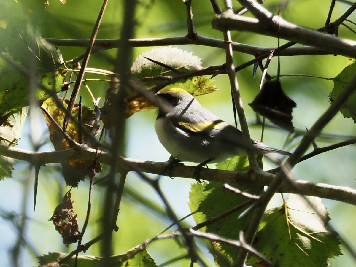 Golden-winged Warbler - ML623489104