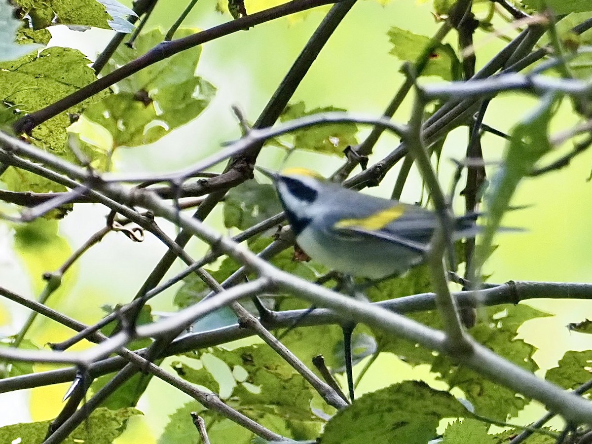 Golden-winged Warbler - ML623489105