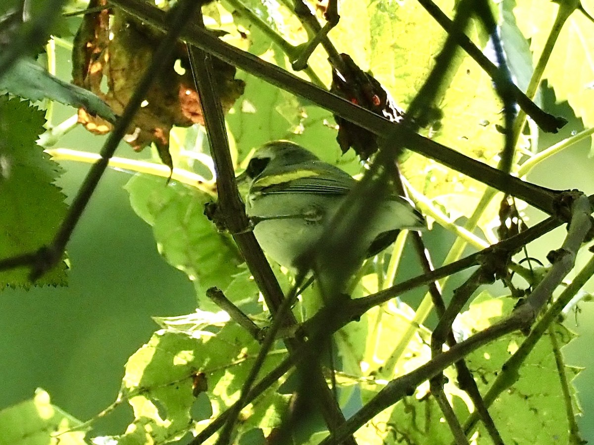 Golden-winged Warbler - ML623489107