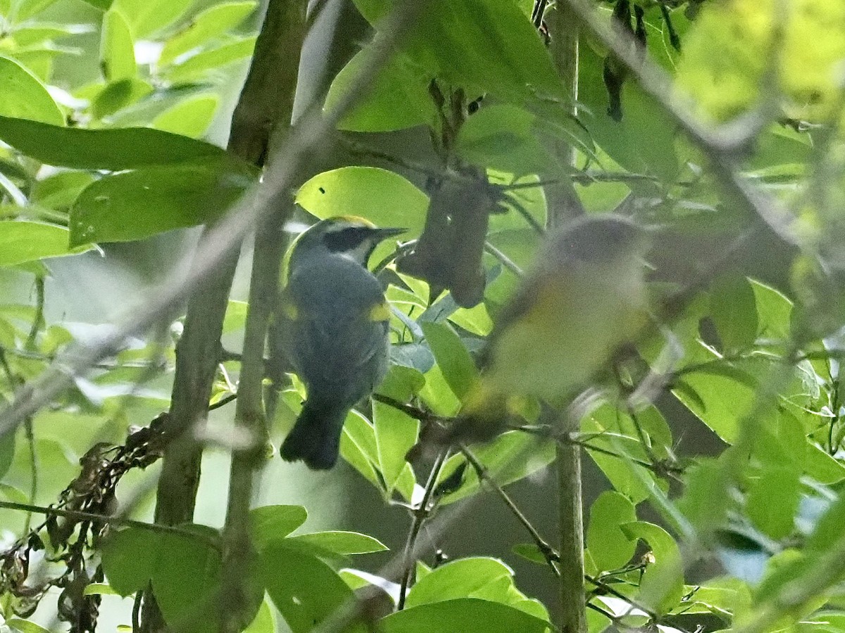 Golden-winged Warbler - ML623489108