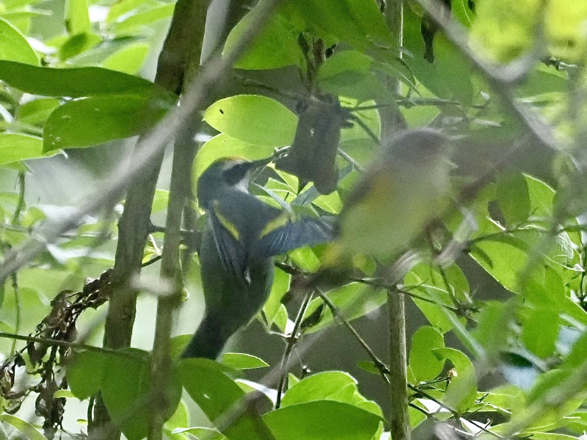 Golden-winged Warbler - ML623489109