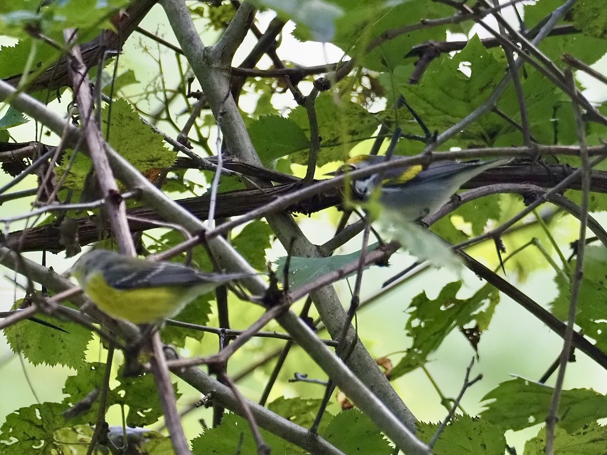 Golden-winged Warbler - ML623489111