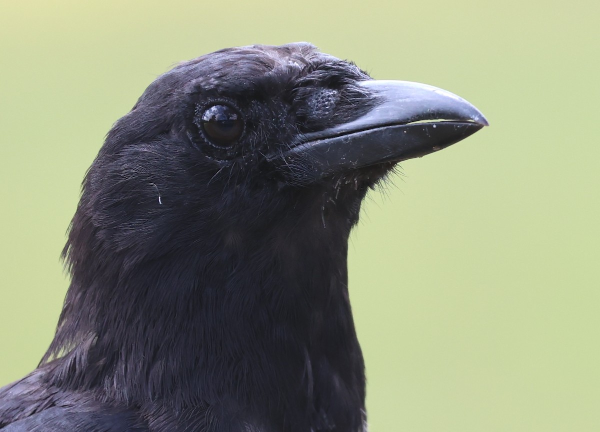 American Crow - ML623489152