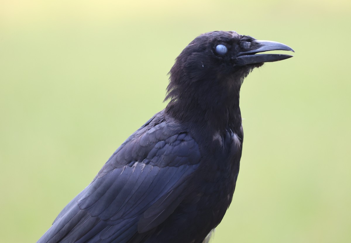 American Crow - ML623489154