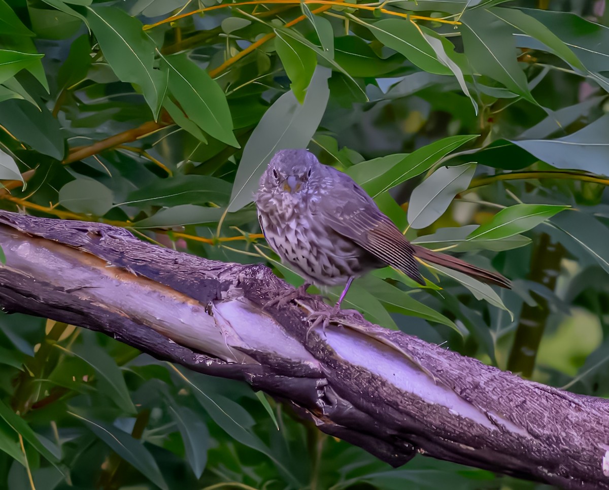 Fox Sparrow (Slate-colored) - ML623489170