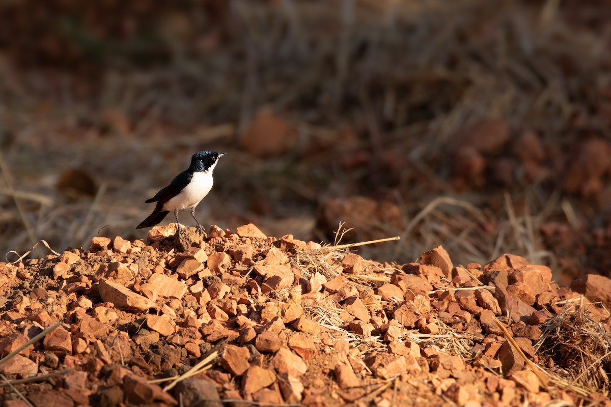 Paperbark Flycatcher - ML623489185