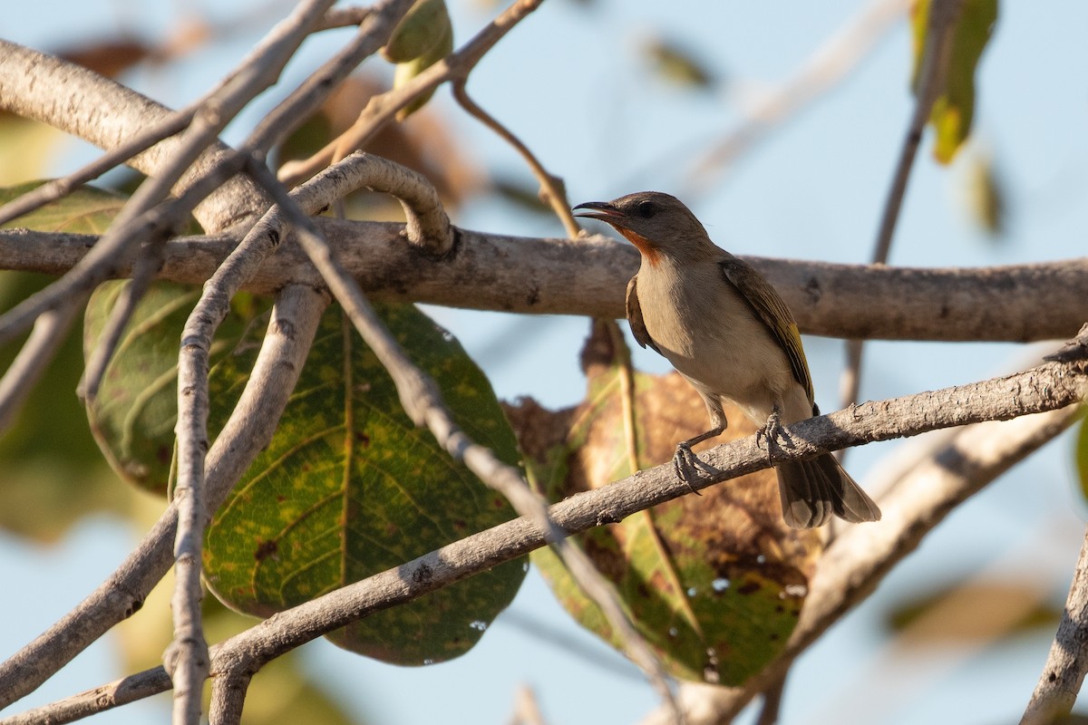 Rufous-throated Honeyeater - ML623489195