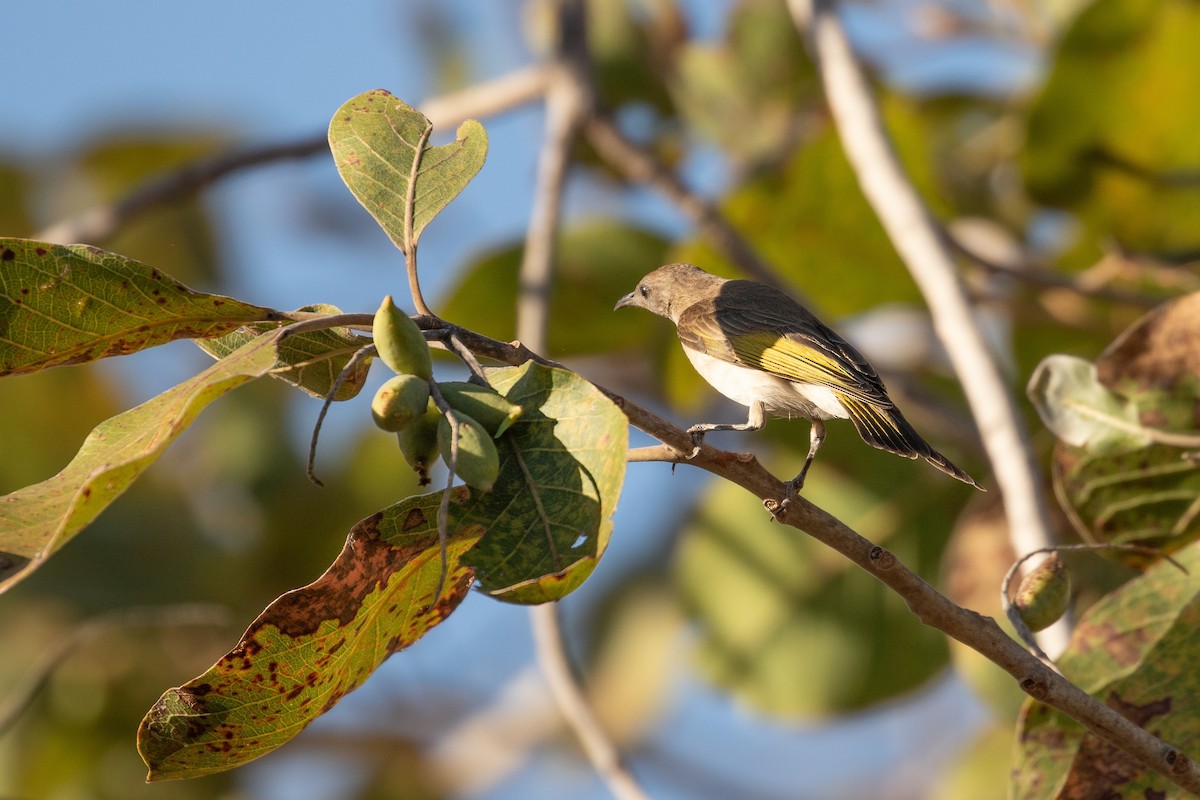 Rufous-throated Honeyeater - ML623489196