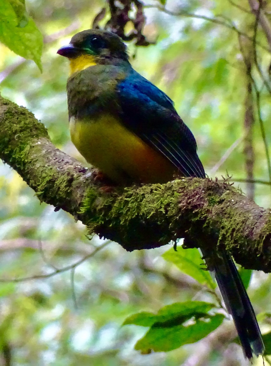 trogon jávský - ML623489231