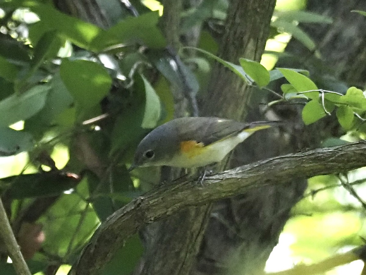 American Redstart - ML623489335