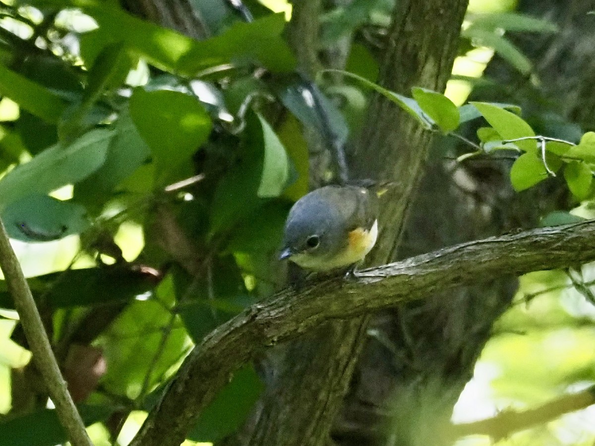 American Redstart - ML623489336