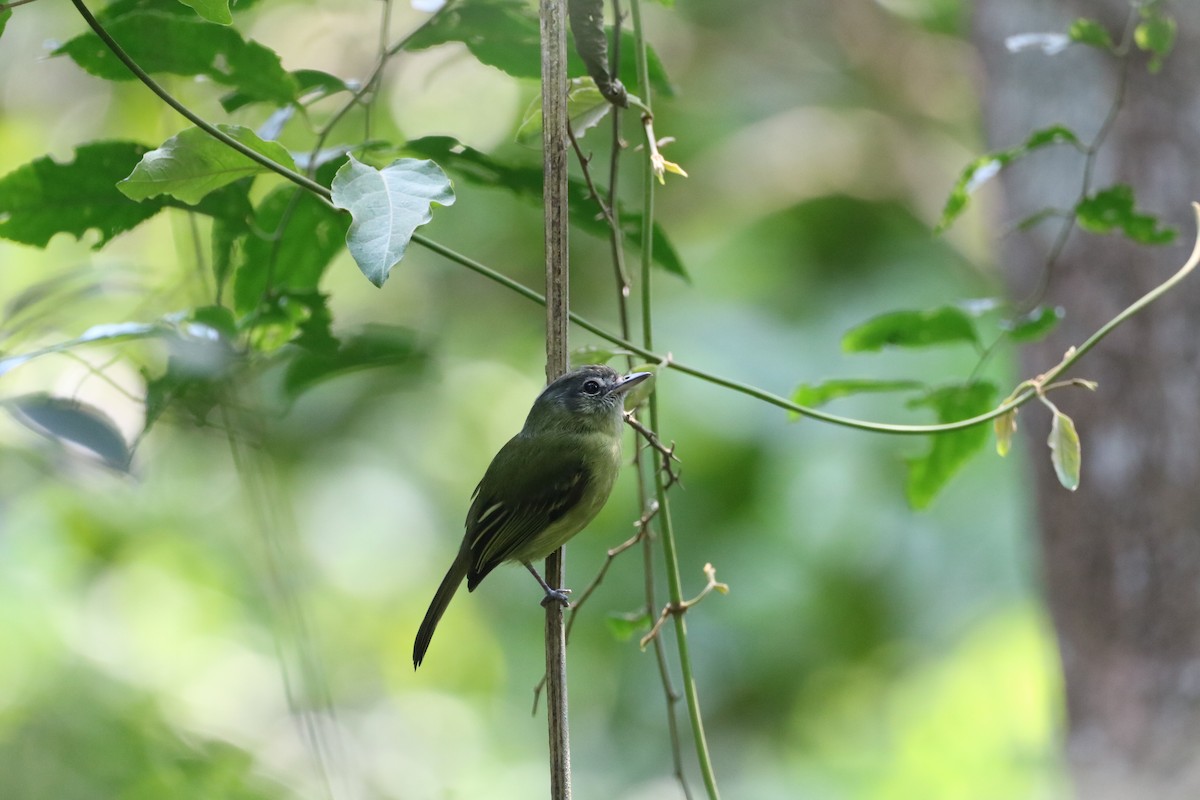 Yellow-olive Flatbill - ML623489338