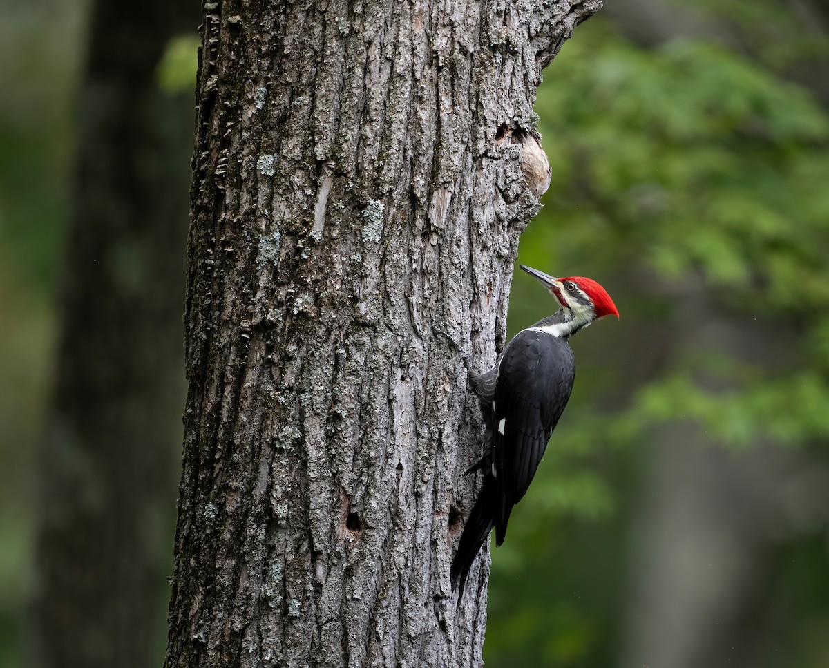 Pileated Woodpecker - ML623489339