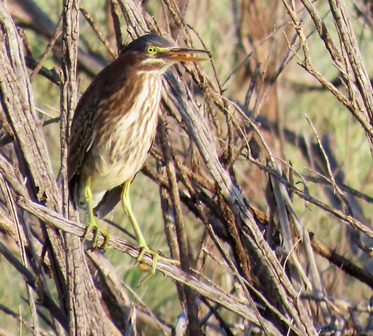 Green Heron - Deanna Nichols