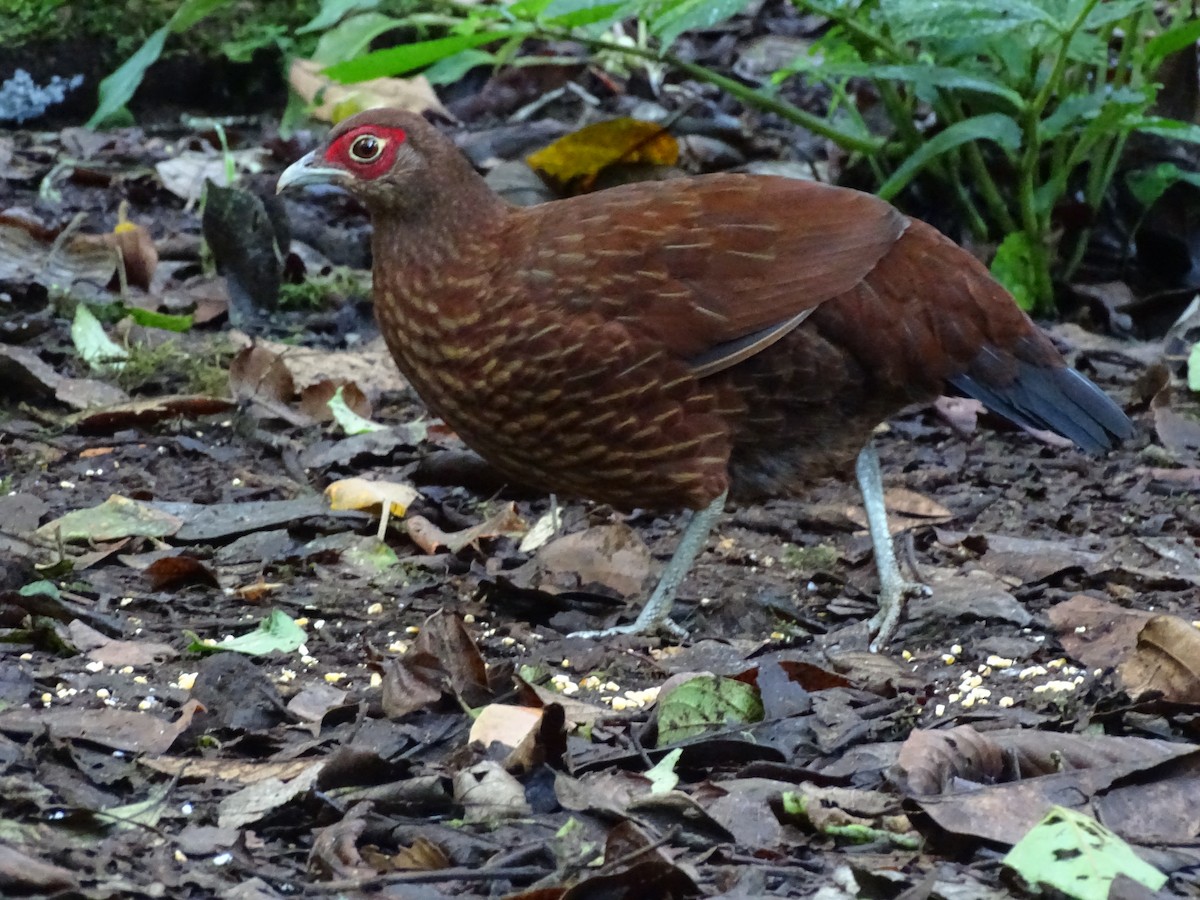 Salvadori's Pheasant - ML623489378