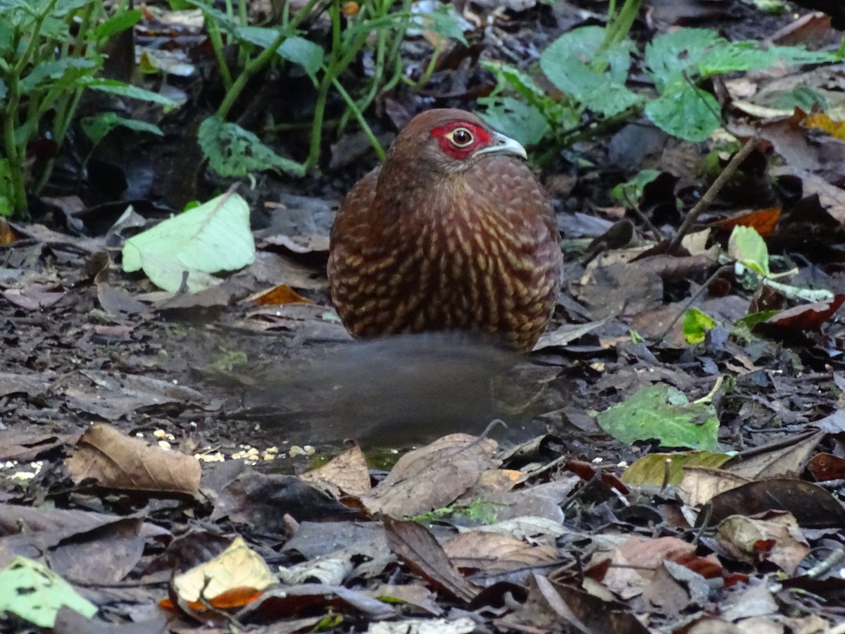 Salvadori's Pheasant - ML623489379