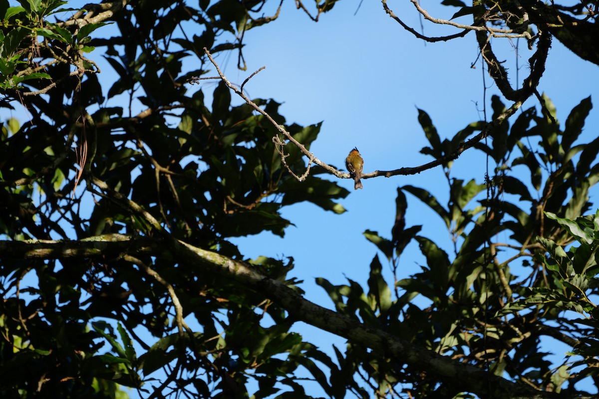 Tufted Flycatcher - ML623489385