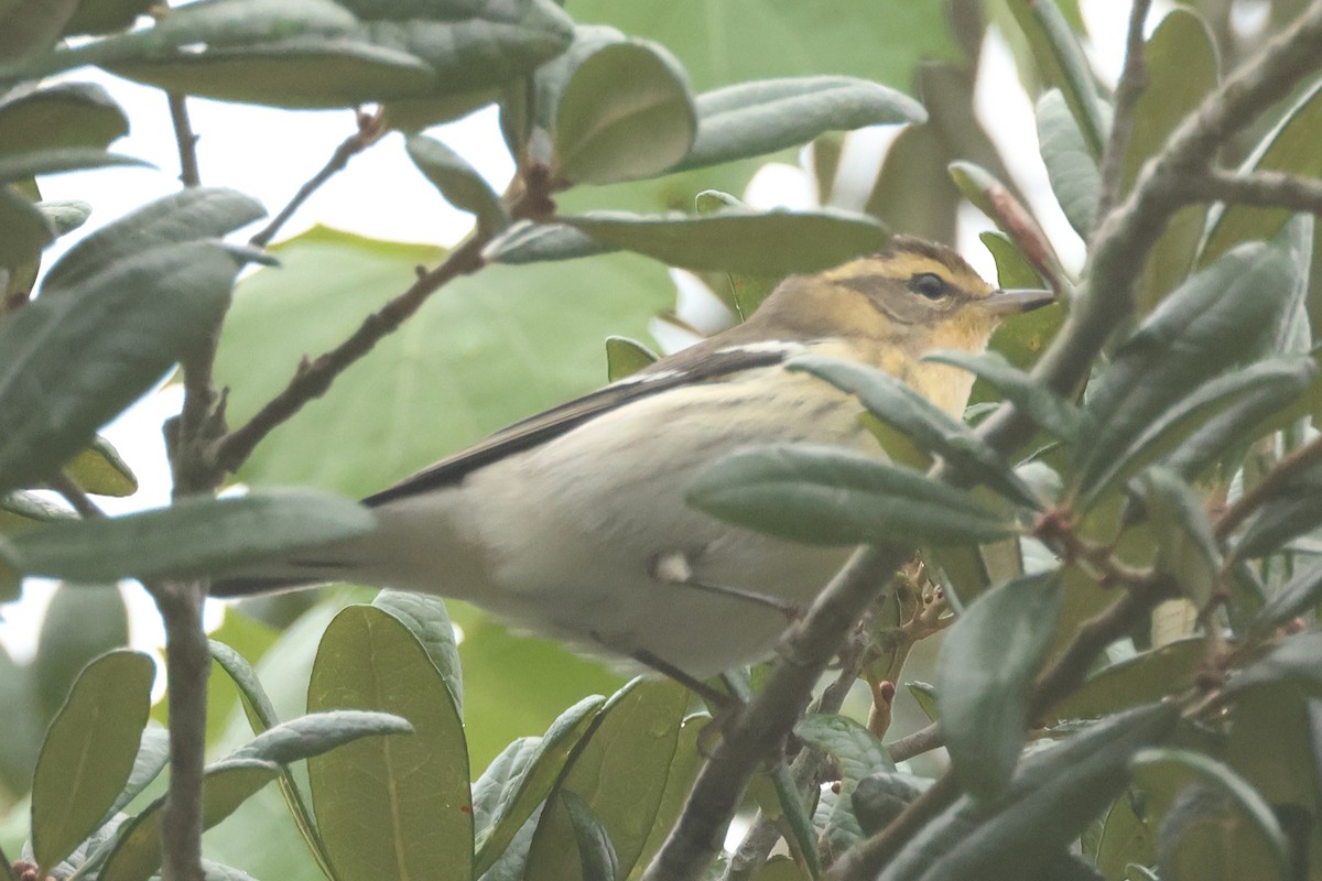 Blackburnian Warbler - ML623489389