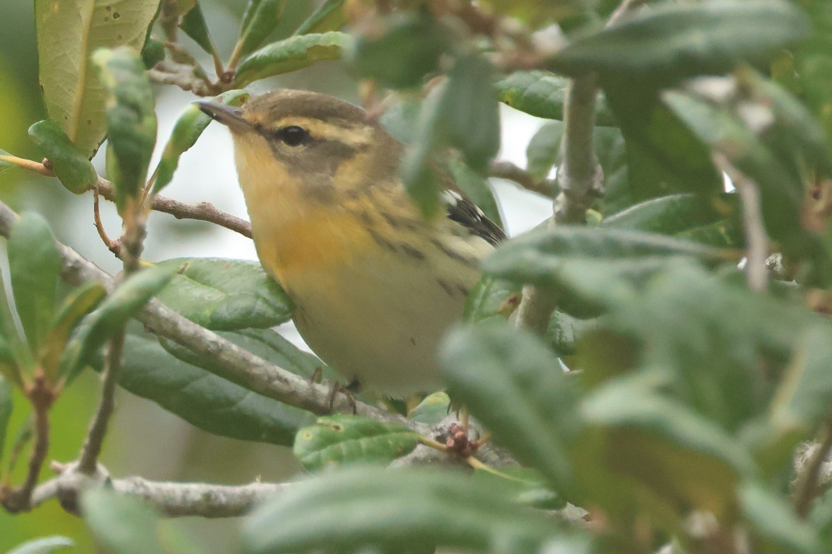 Blackburnian Warbler - ML623489391