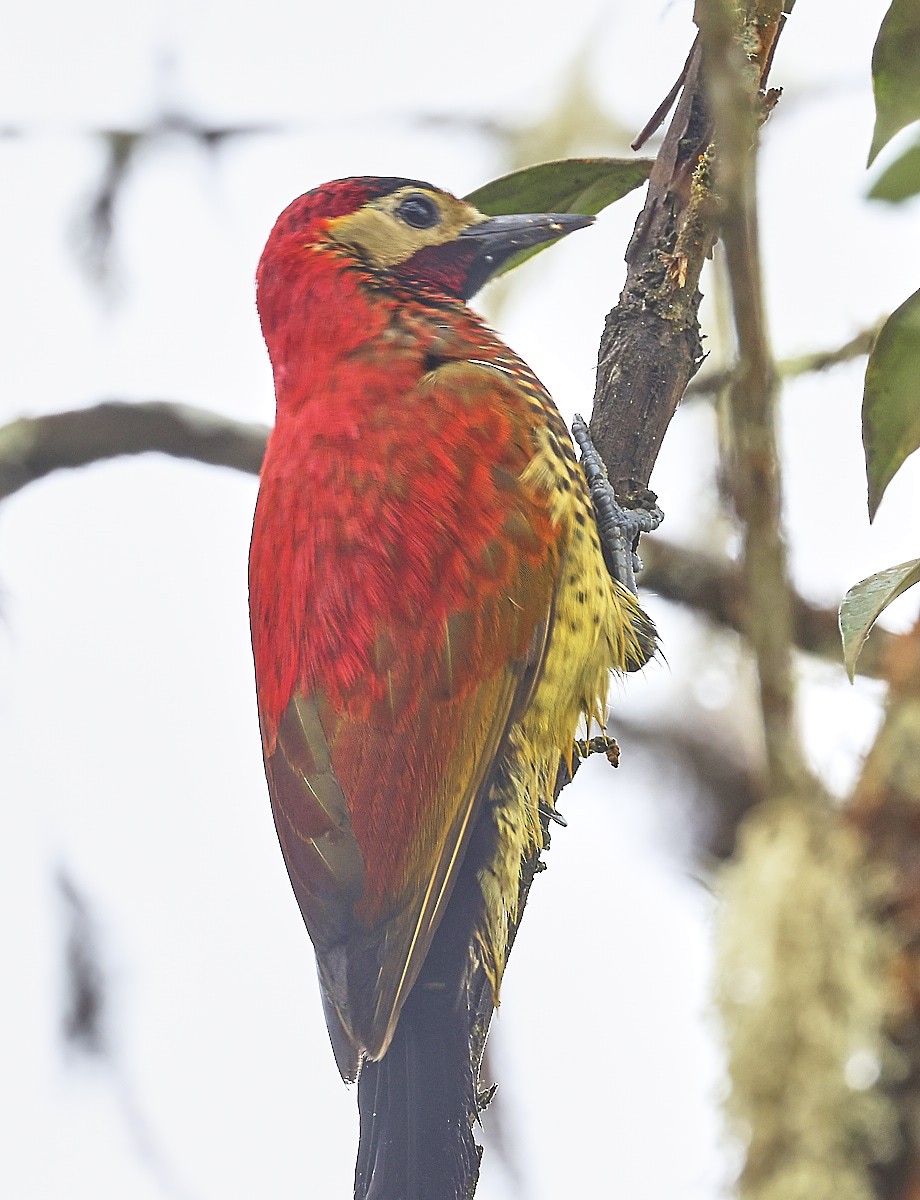 Crimson-mantled Woodpecker - ML623489399