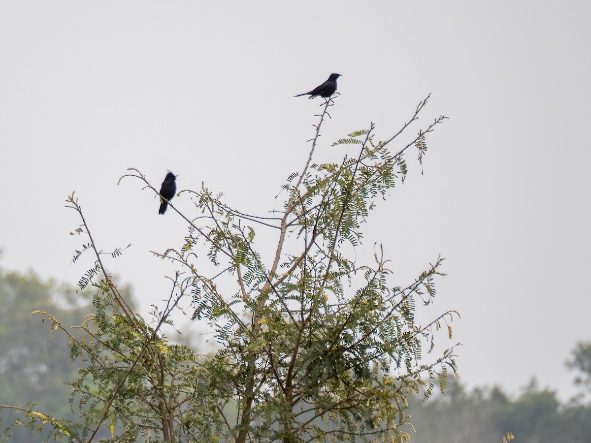 Crested Black-Tyrant - ML623489402