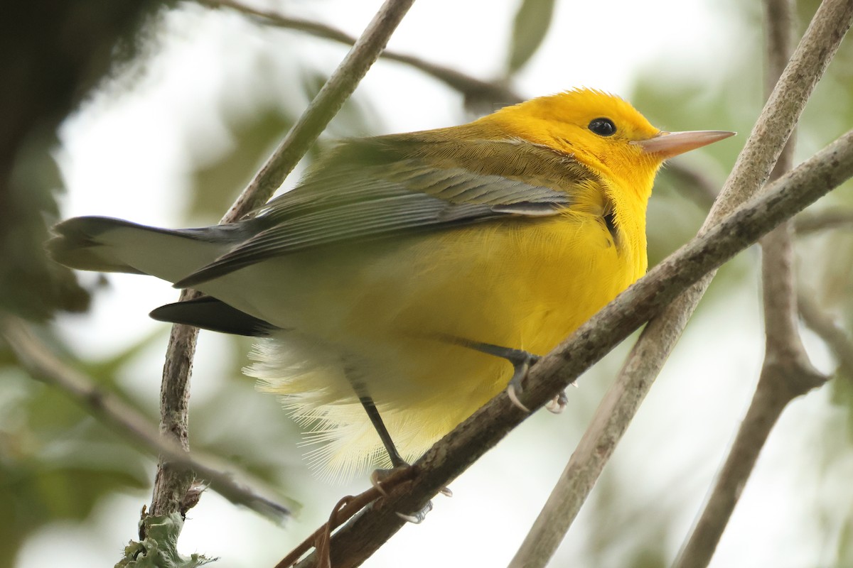 Prothonotary Warbler - ML623489409