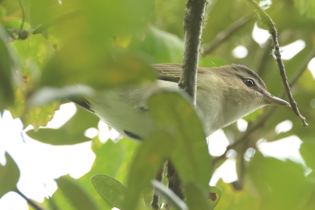 Vireo Ojirrojo - ML623489424