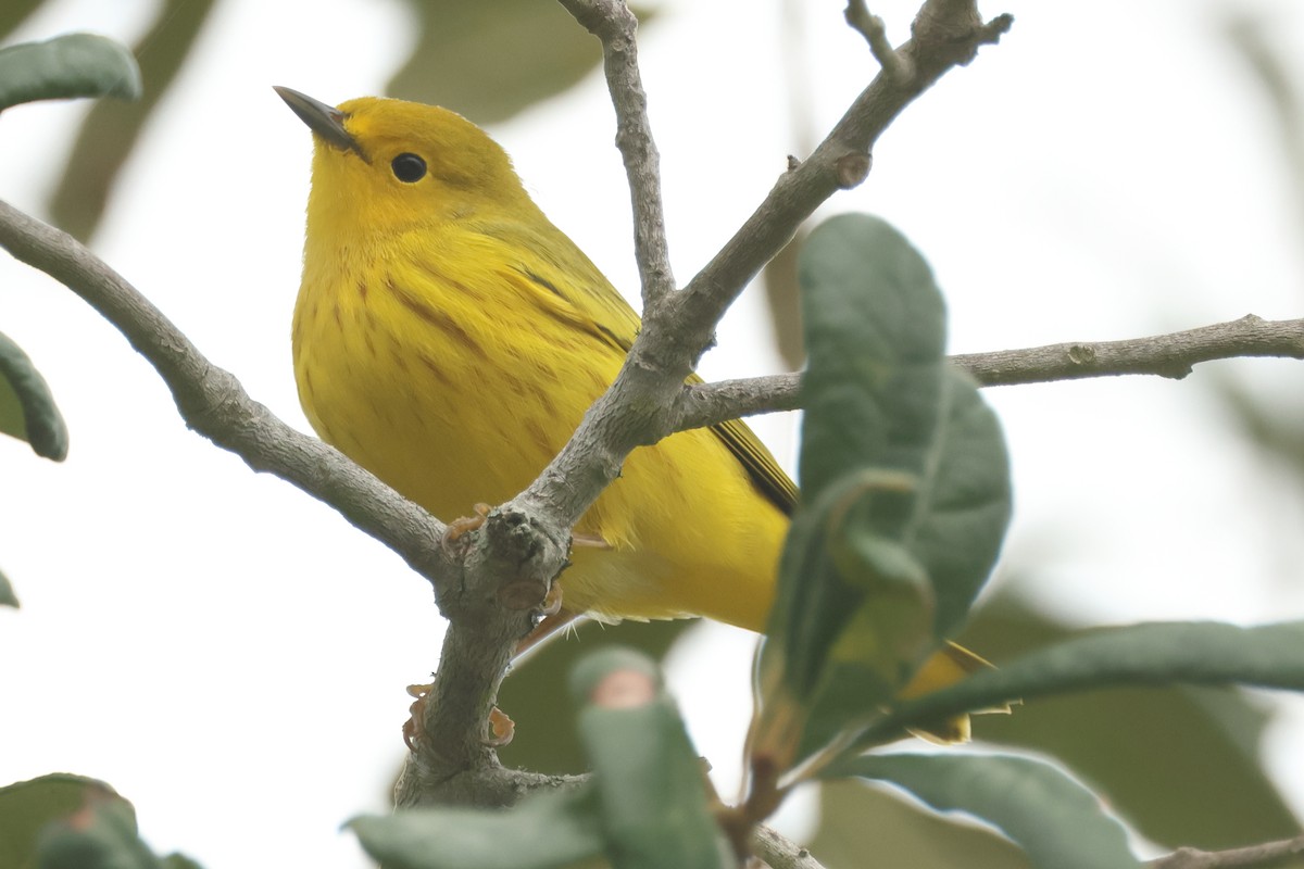 Yellow Warbler - ML623489433