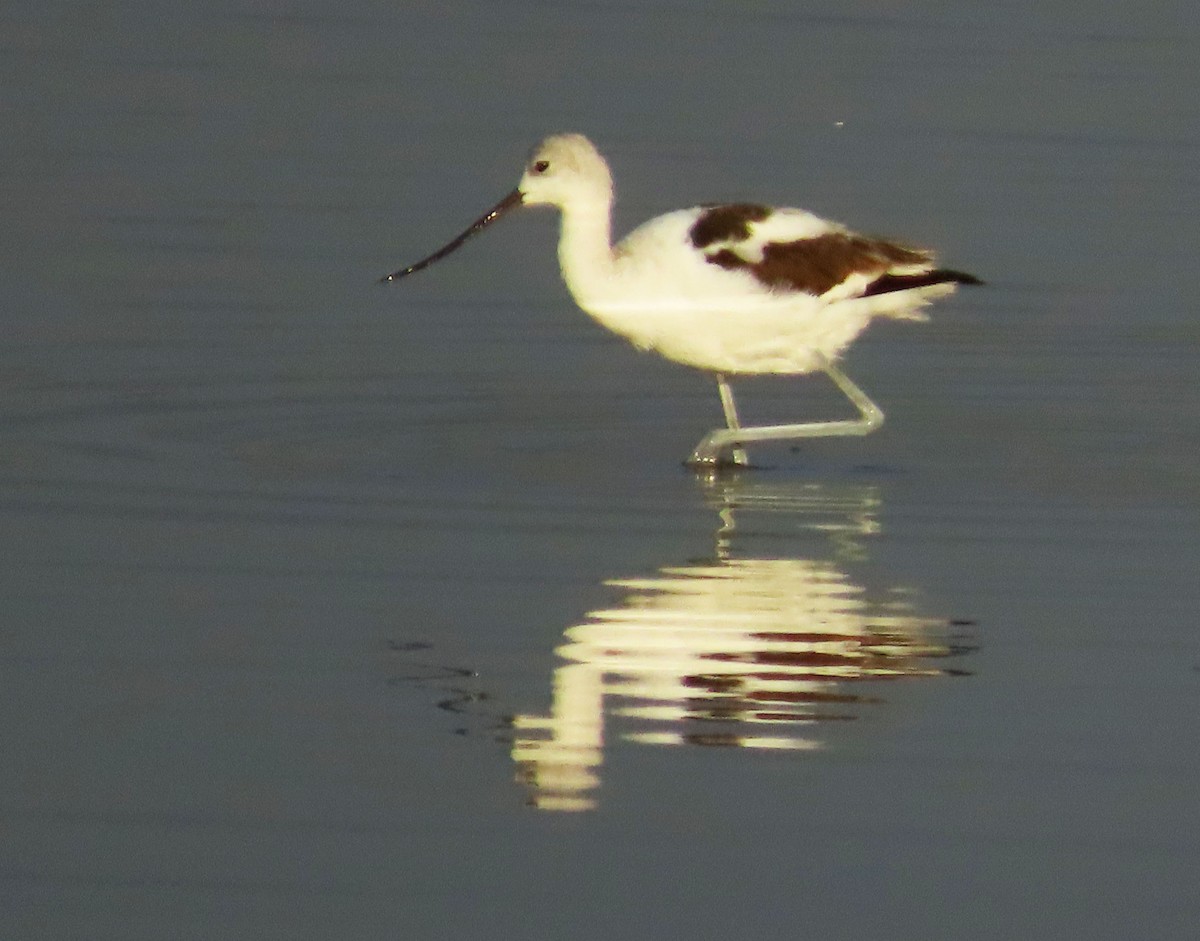 Avocette d'Amérique - ML623489453