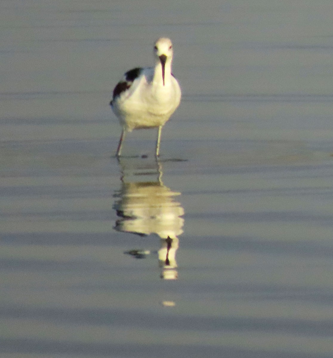 Avocette d'Amérique - ML623489454