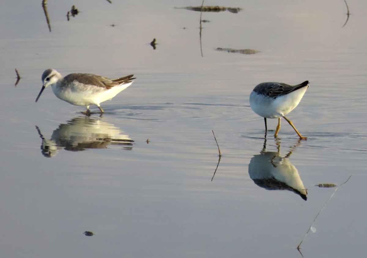 Wilson's Phalarope - Deanna Nichols