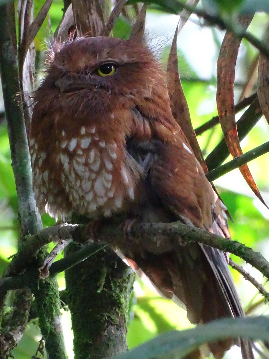 Sumatran Frogmouth - Michael Preston