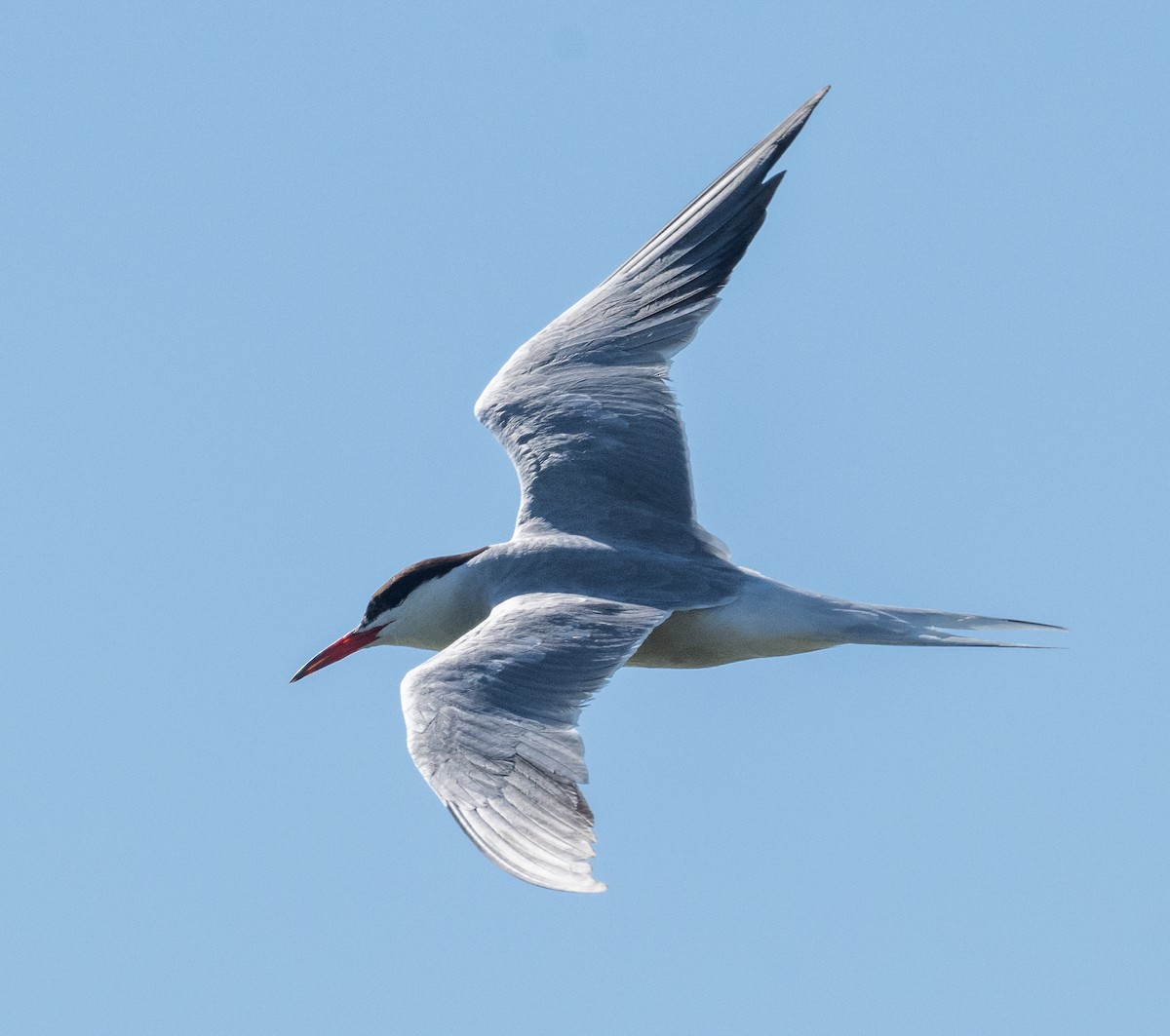 Common Tern - ML623489510