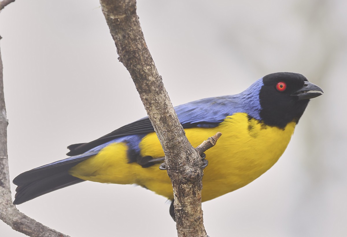 Hooded Mountain Tanager - ML623489537