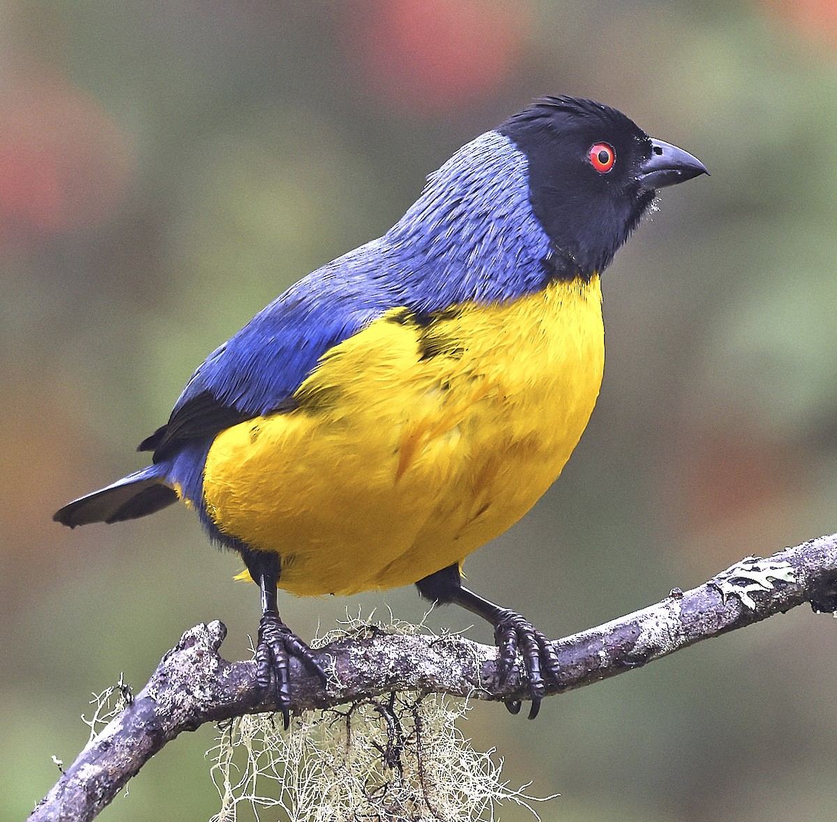 Hooded Mountain Tanager - ML623489538