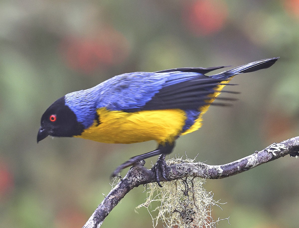 Hooded Mountain Tanager - ML623489539