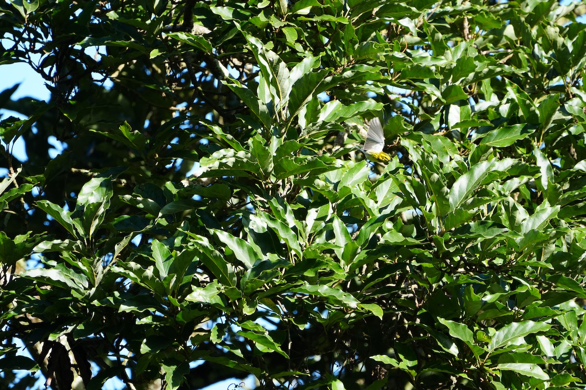 Townsend's Warbler - ML623489558