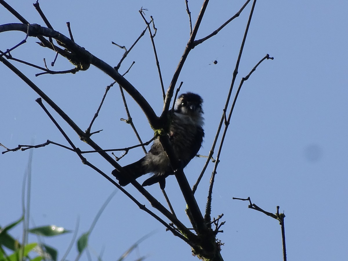 Black-thighed Falconet - Michael Preston