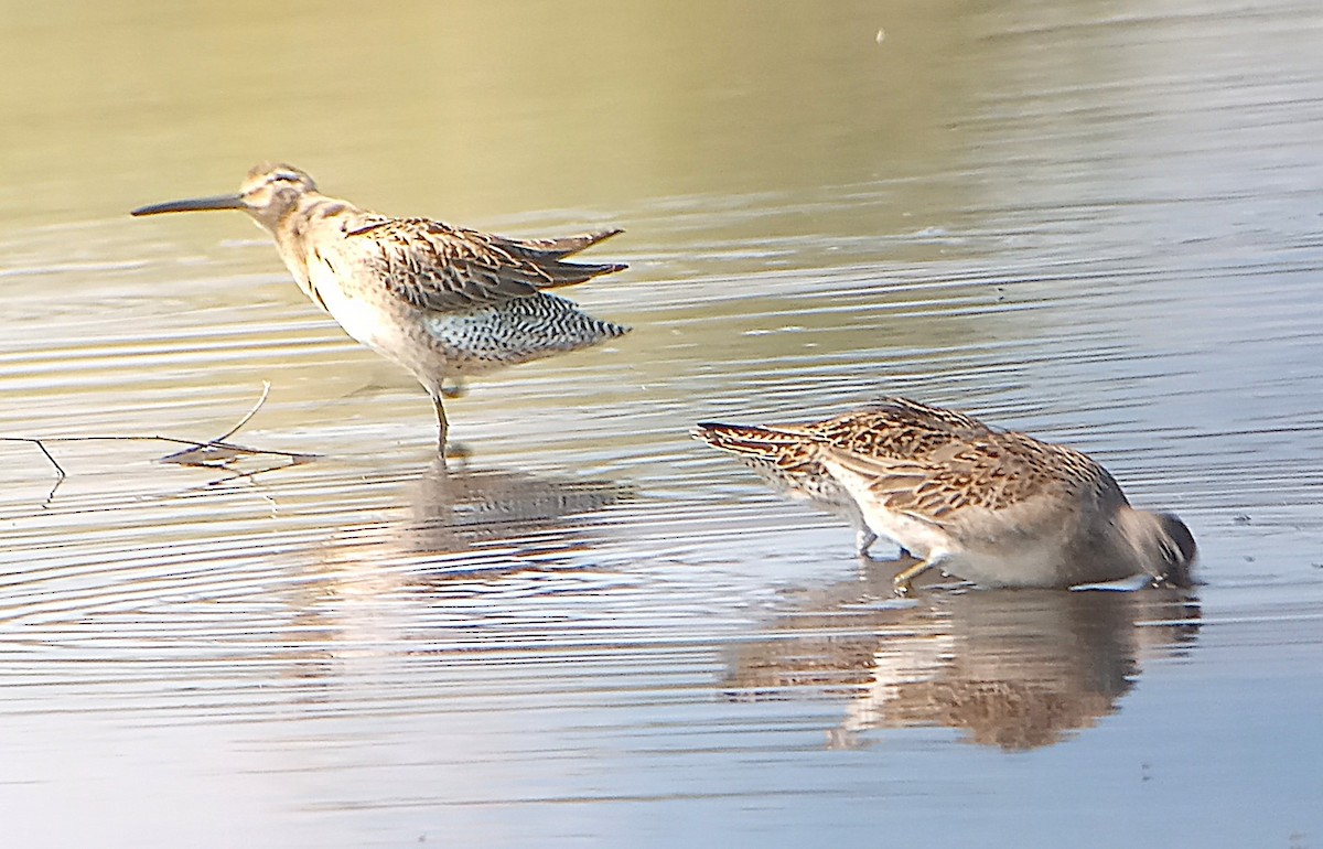 Short-billed Dowitcher - ML623489567