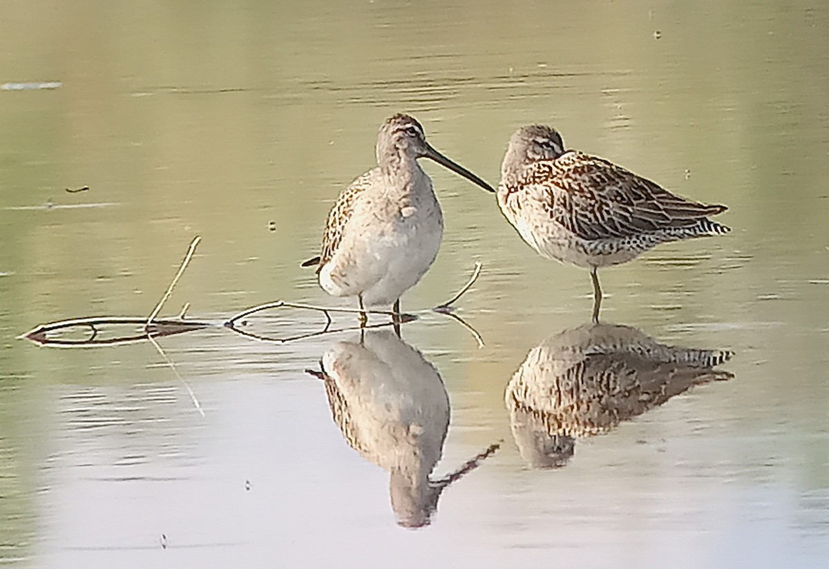 Long-billed Dowitcher - ML623489577