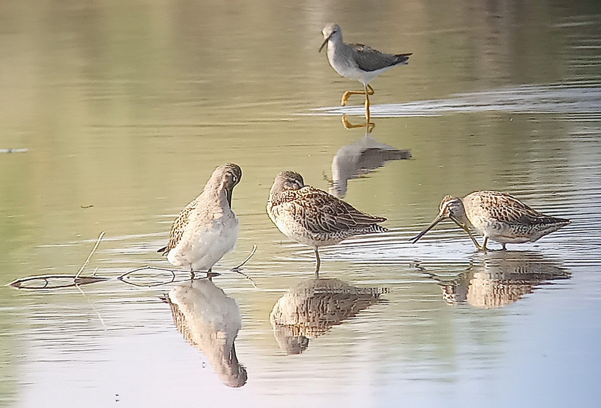 Long-billed Dowitcher - ML623489578