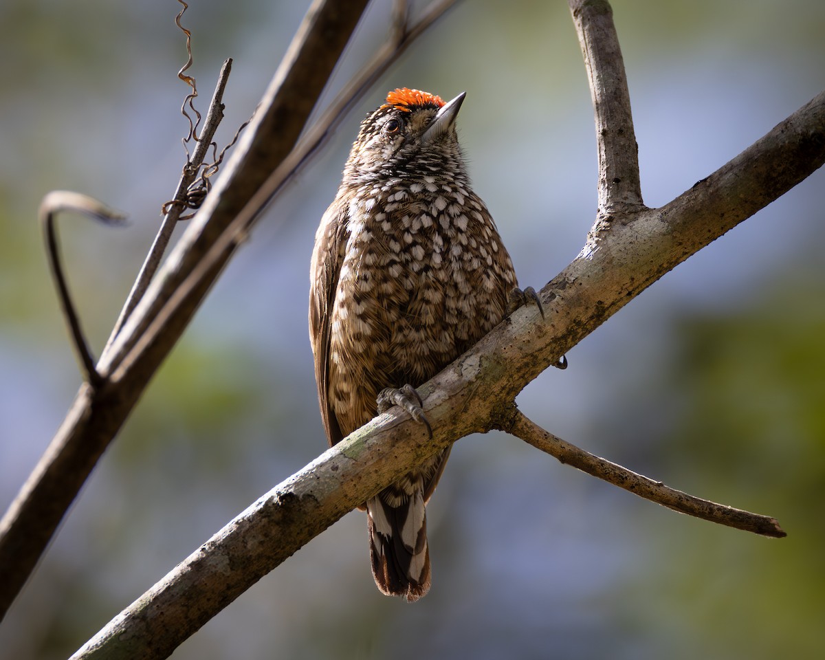 White-wedged Piculet - ML623489584