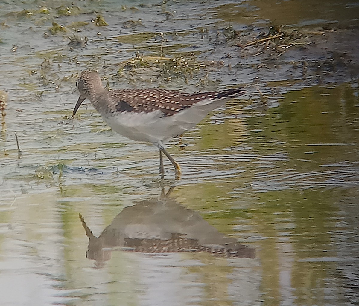 Solitary Sandpiper - ML623489603