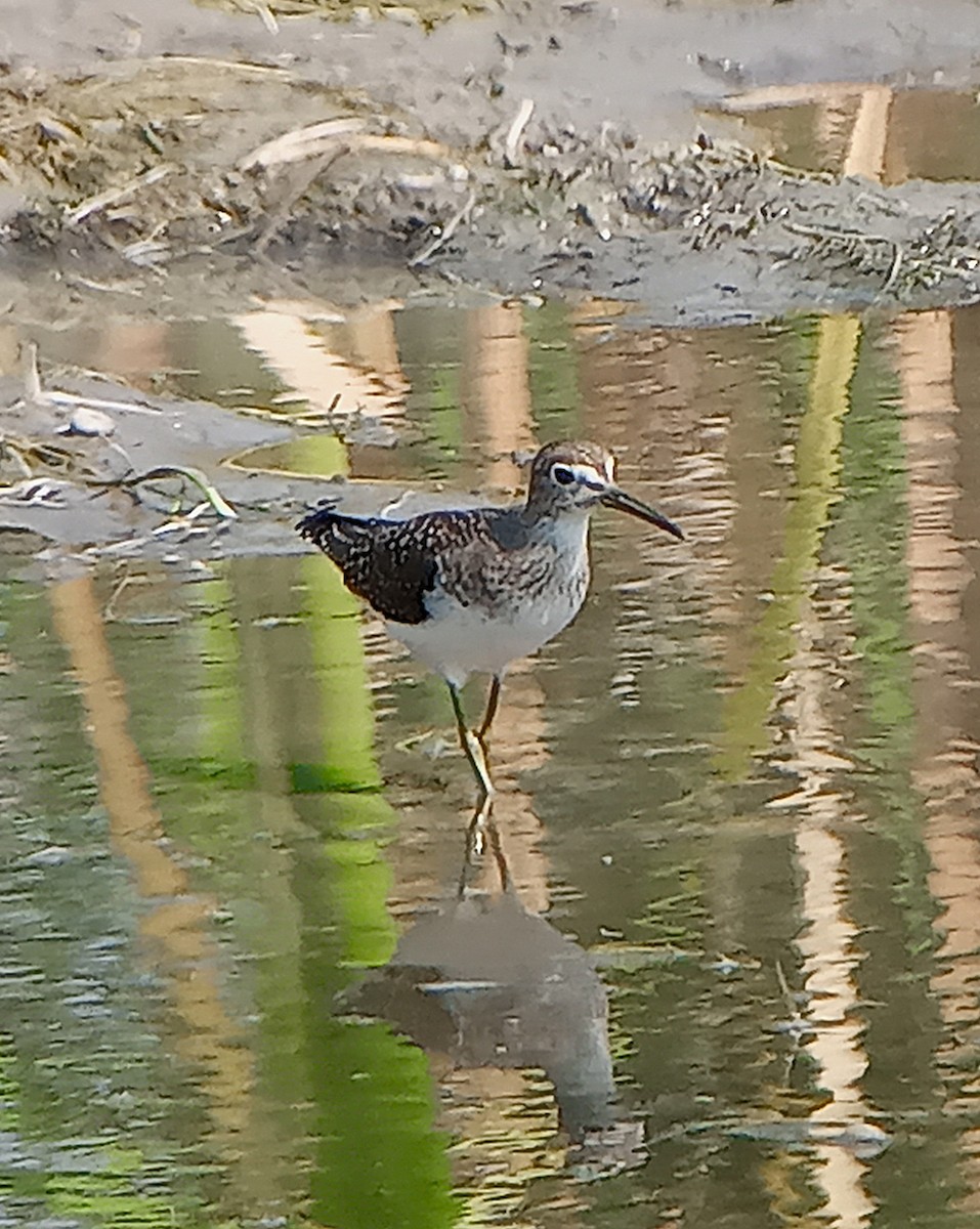 Solitary Sandpiper - ML623489604