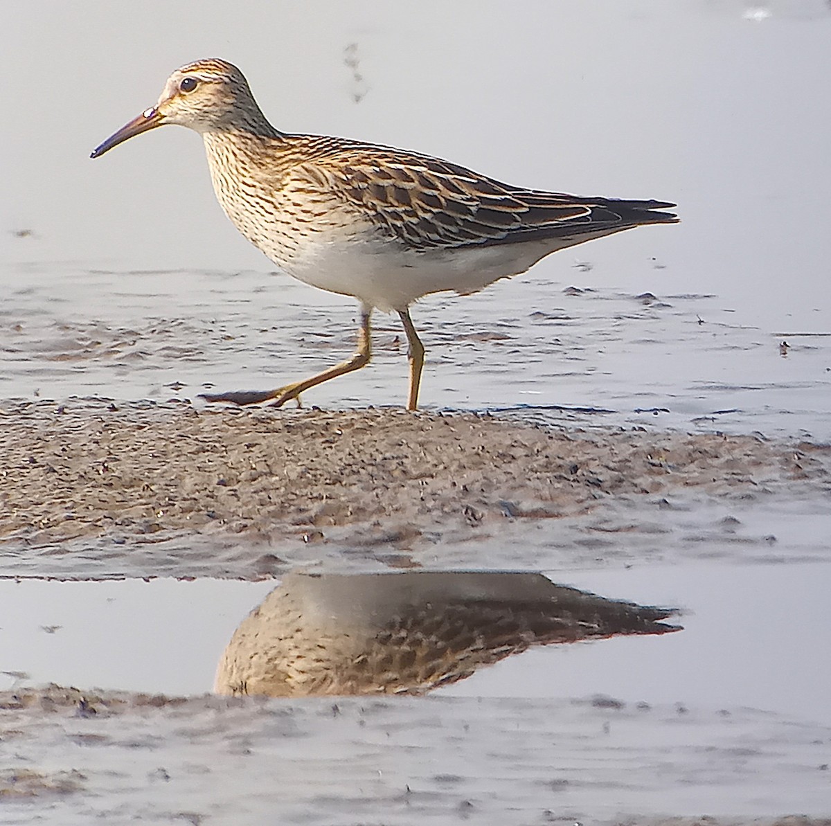 Pectoral Sandpiper - ML623489638