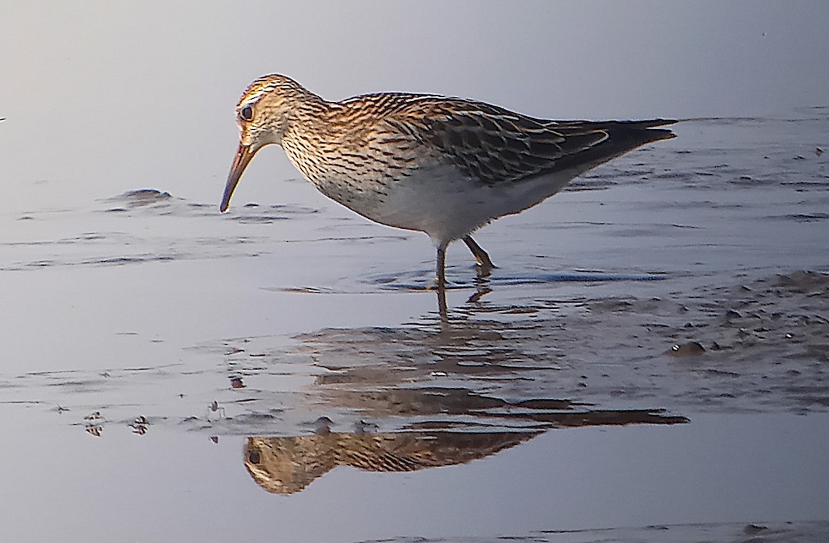 Pectoral Sandpiper - ML623489639