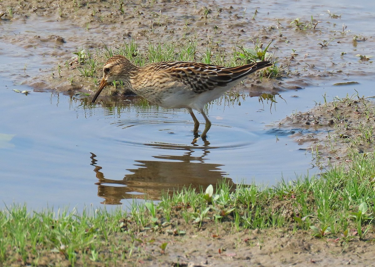 アメリカウズラシギ - ML623489640