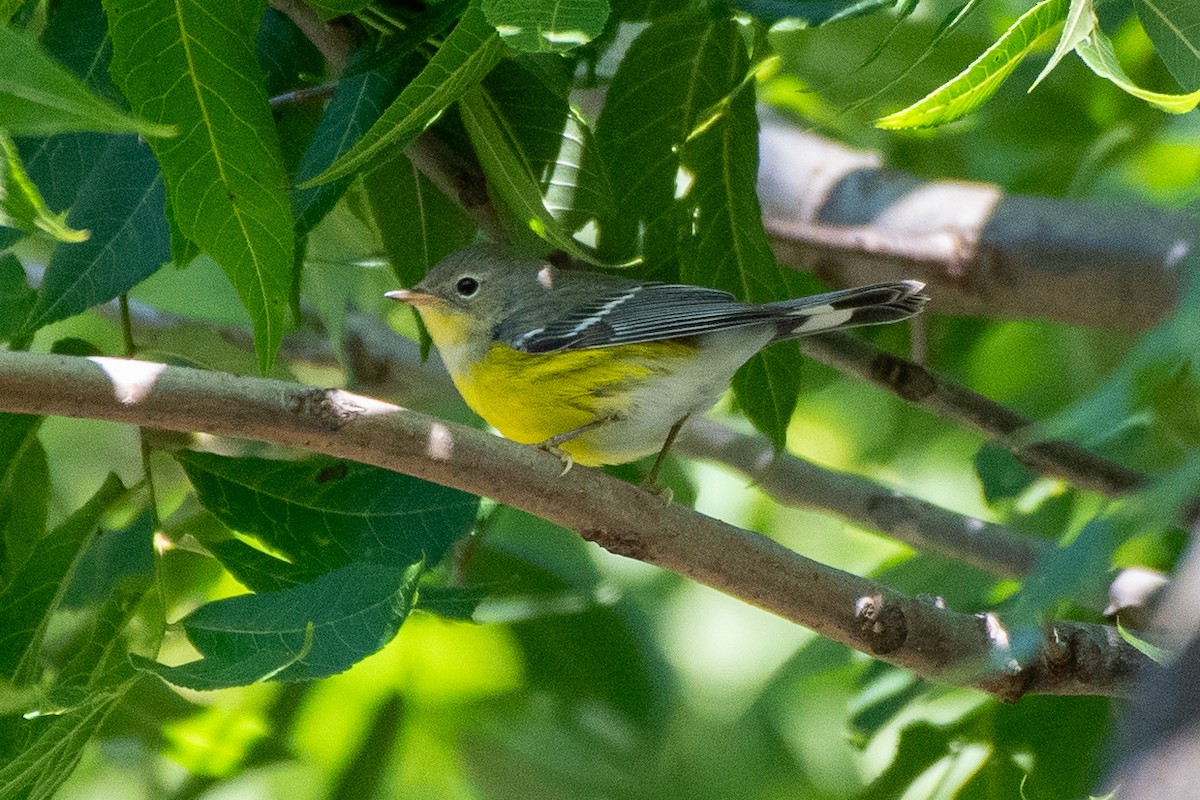 Magnolia Warbler - ML623489641