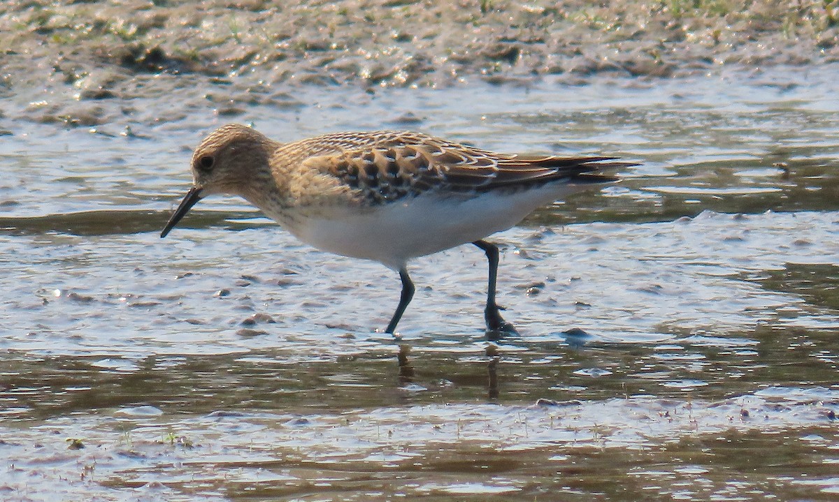 Semipalmated Sandpiper - ML623489661